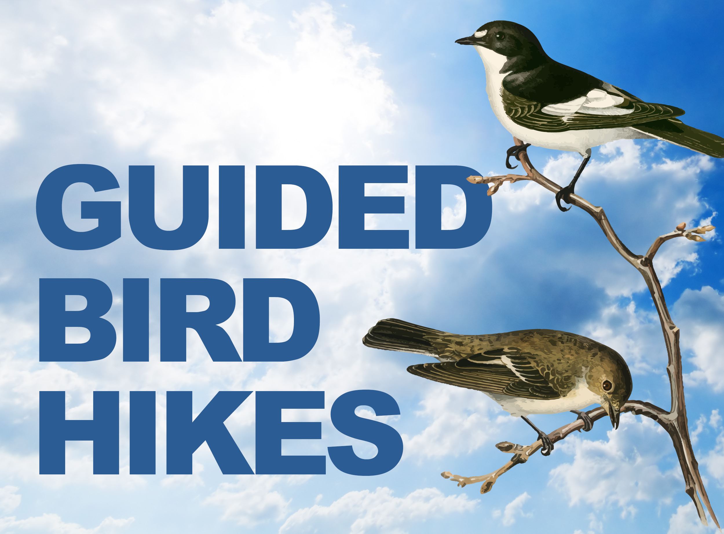 Guided Bird Hikes image with text